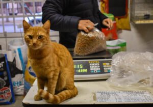 ALIMENTOS PARA GATOS CACHORROS