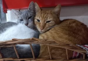 ALIMENTOS PARA GATOS CASTRADOS